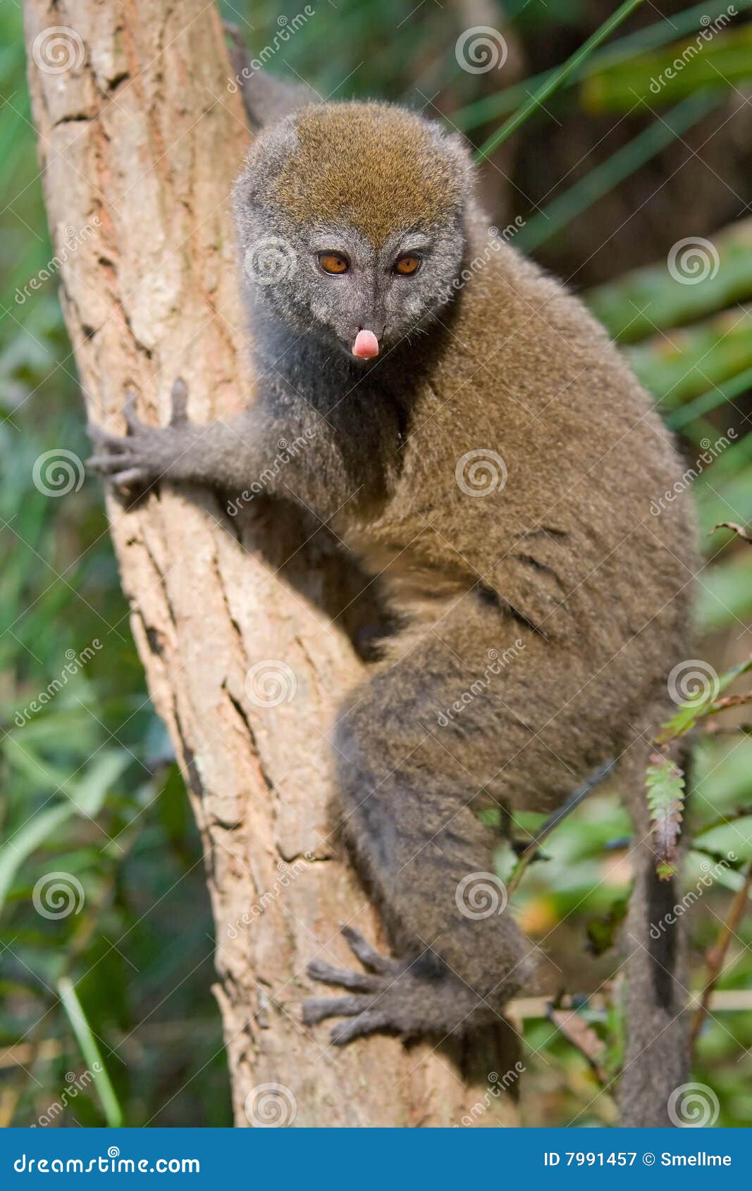 eastern lesser bamboo lemur