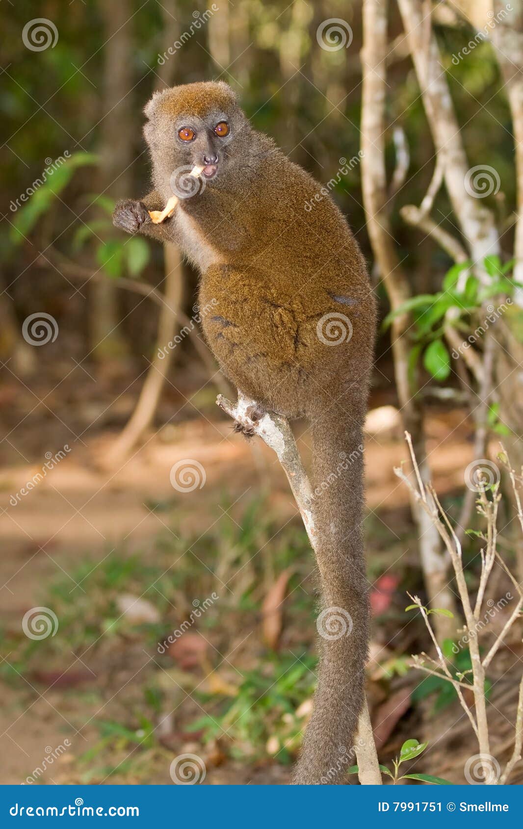 eastern lesser bamboo lemur