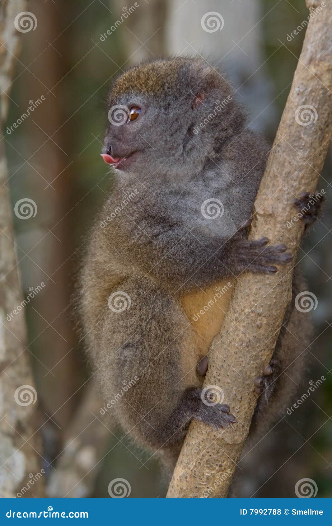 eastern lesser bamboo lemur