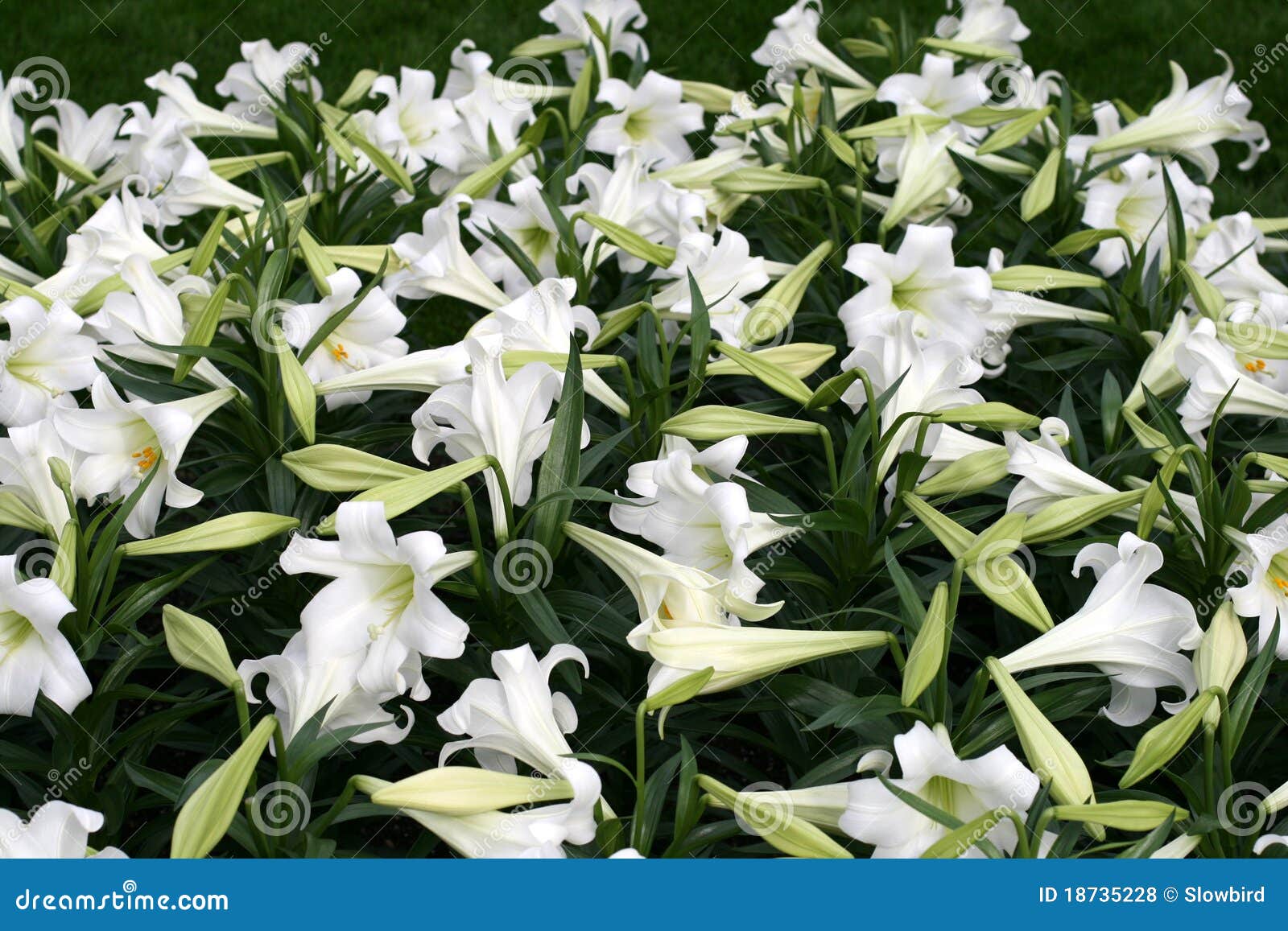 Eastern lily stock photo. Image of flower, leaf, holiday 18735228