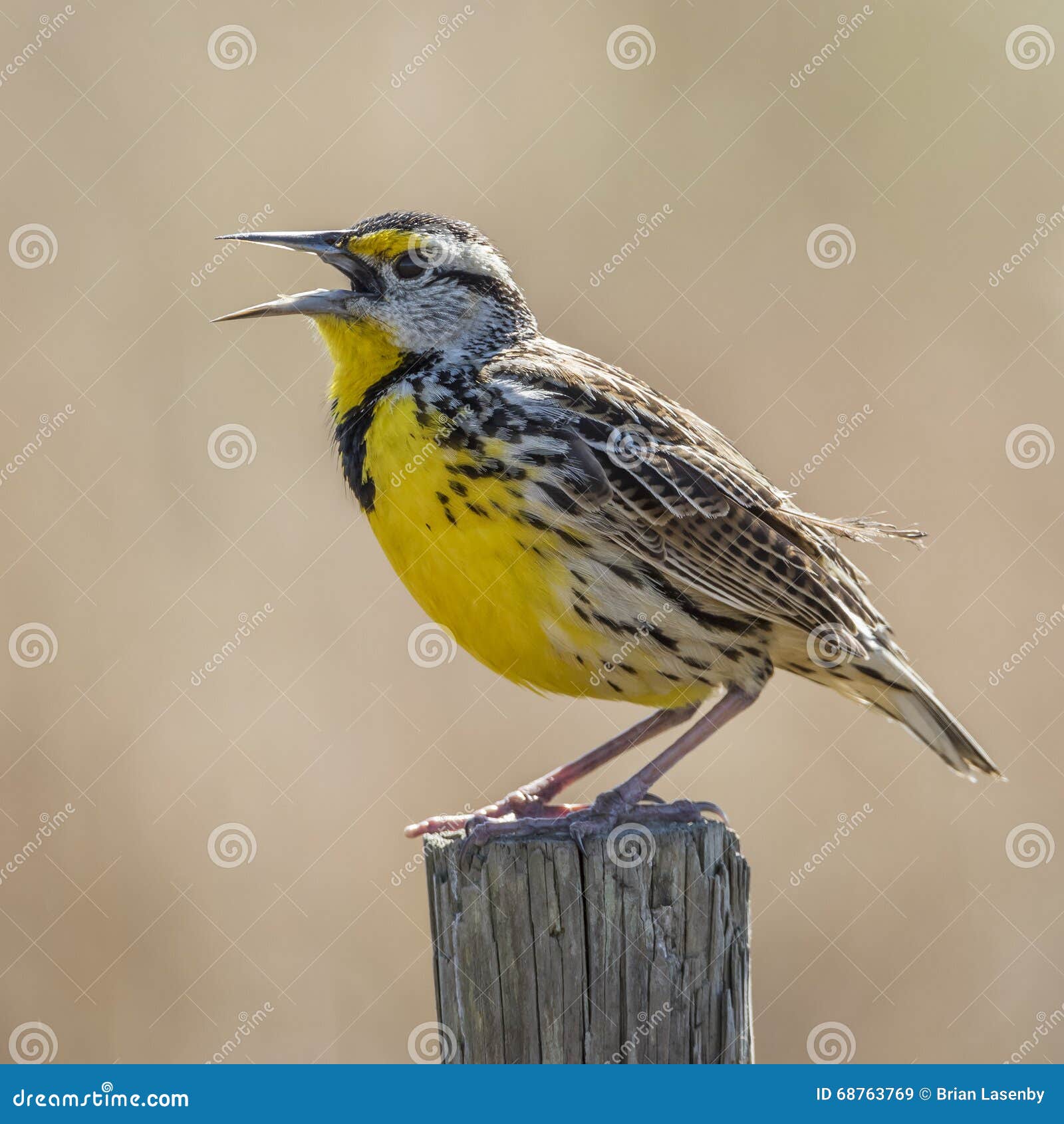 eastern meadowlark singing from a fence post - florida