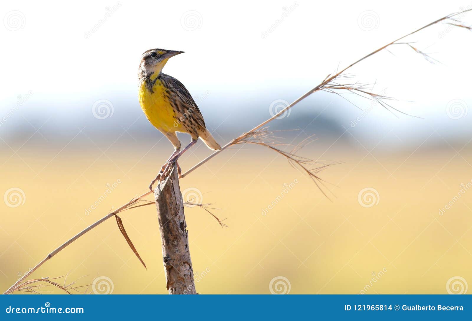 eastern meadowlark sturnella magna one of the most beautiful birds in panama