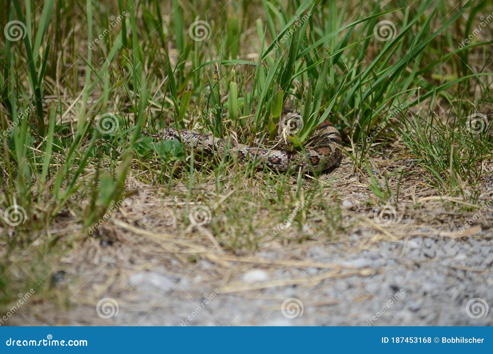 eastern milksnake in wv eastern milksnake in wv