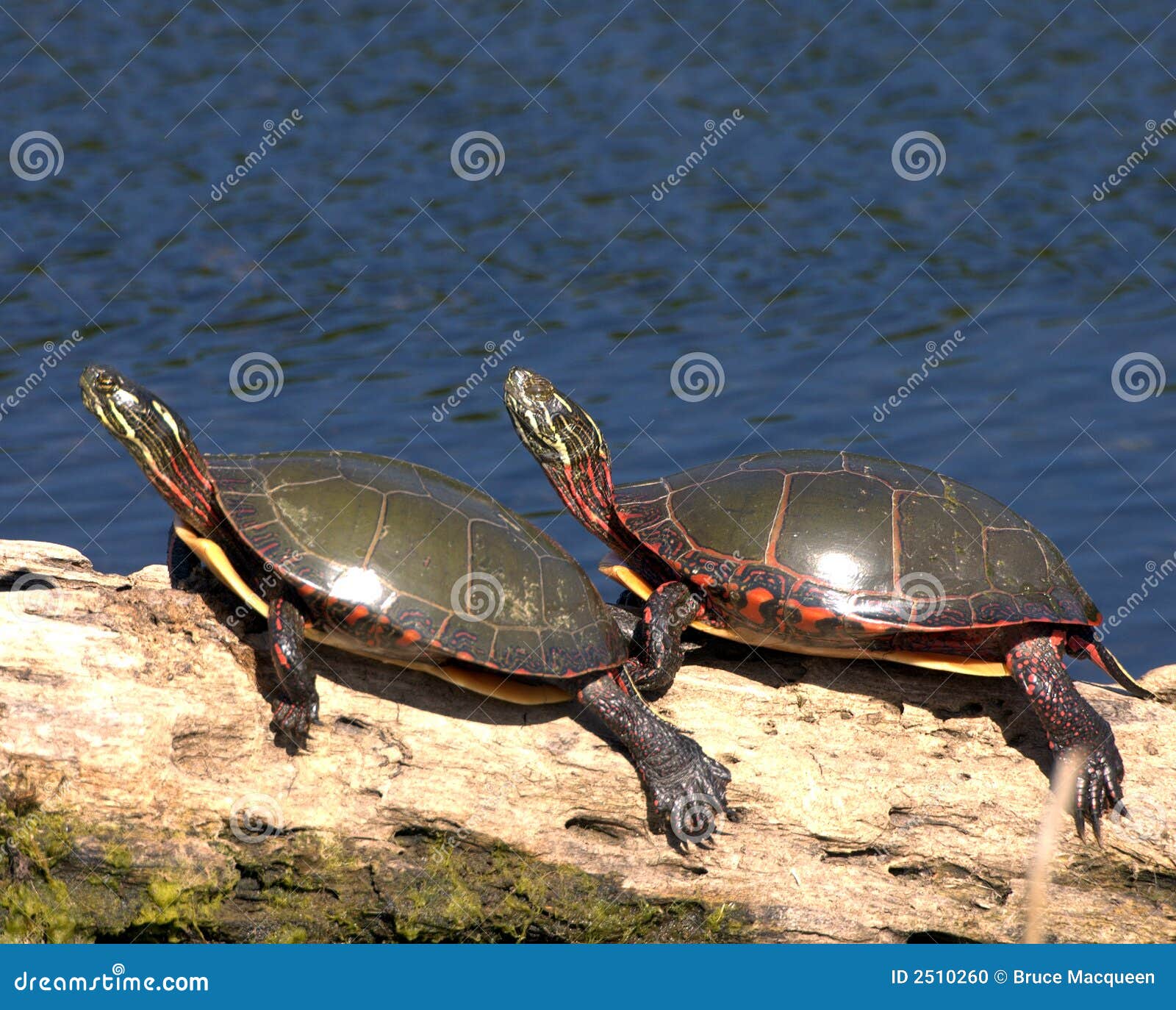 Eastern Painted Turtle (Chryse Stock Photo Image of painted, reptile