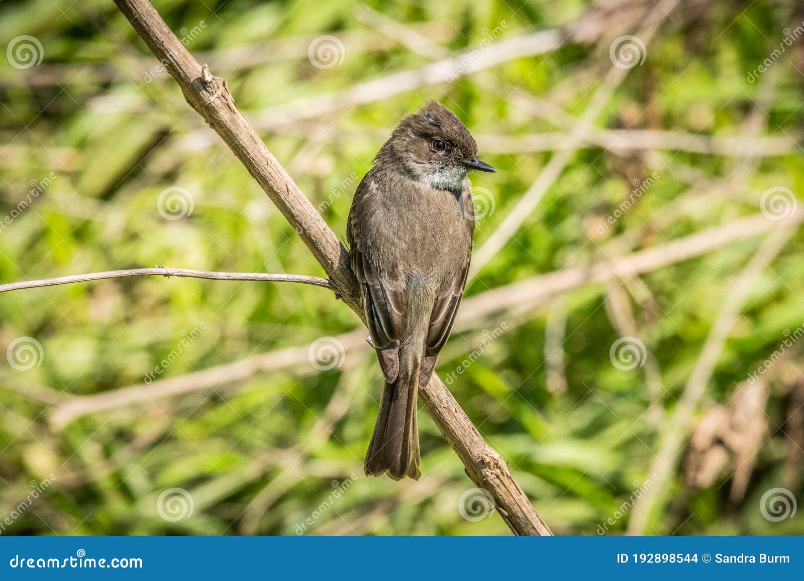 Eastern Phoebe Bird Perch on a Branch Stock Photo Image of bird