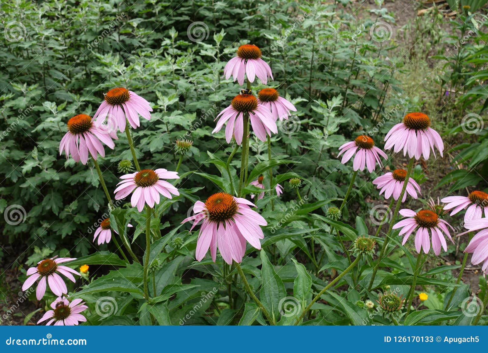 Eastern Purple Coneflower in Bloom in Summer Stock Image Image of