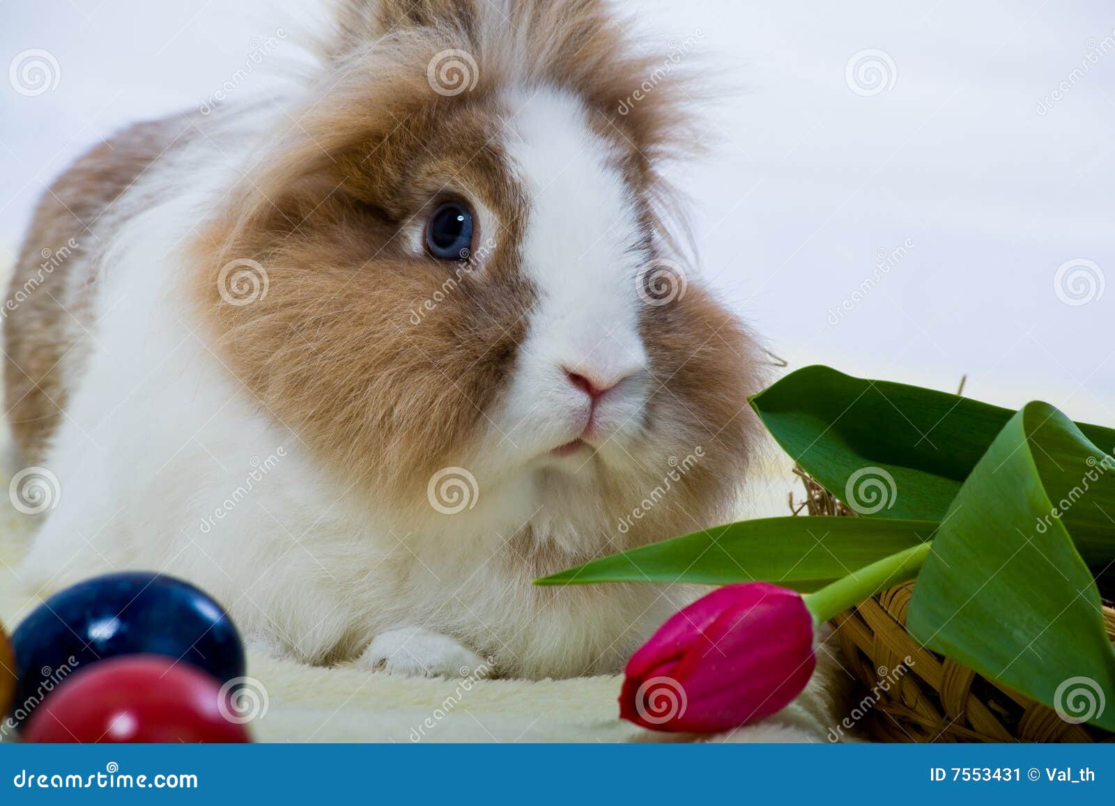 Eastern rabbit stock image. Image of eastern, mammal, hair 7553431
