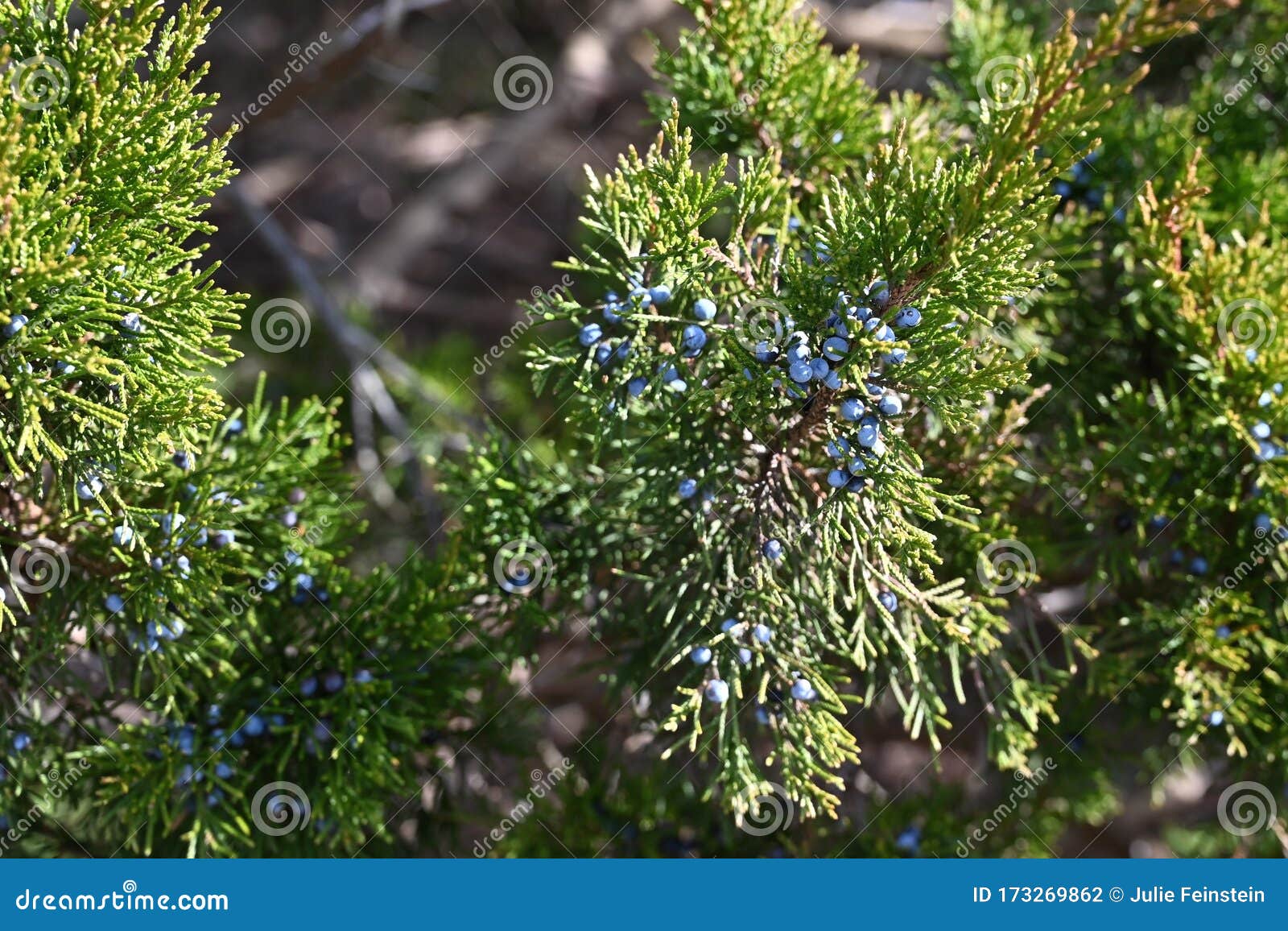 Eastern Red Cedar Berries stock photo. Image of coalesced 173269862