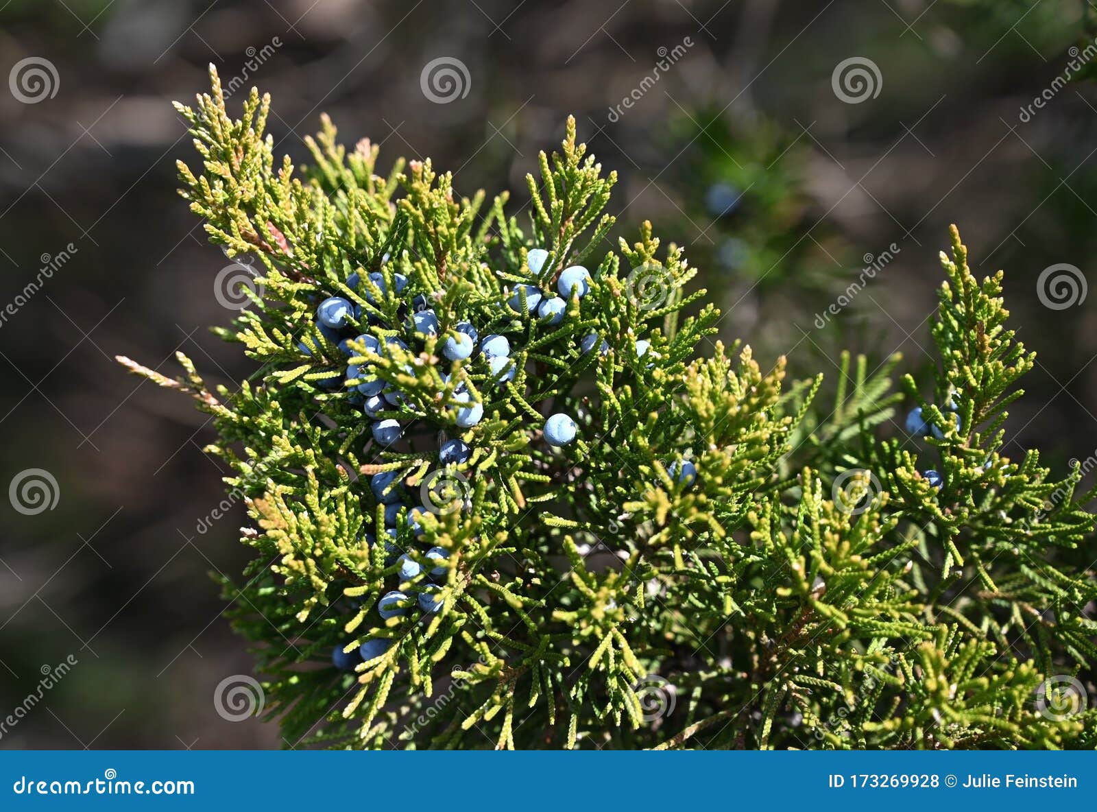 Eastern Red Cedar Berries stock photo. Image of scales 173269928