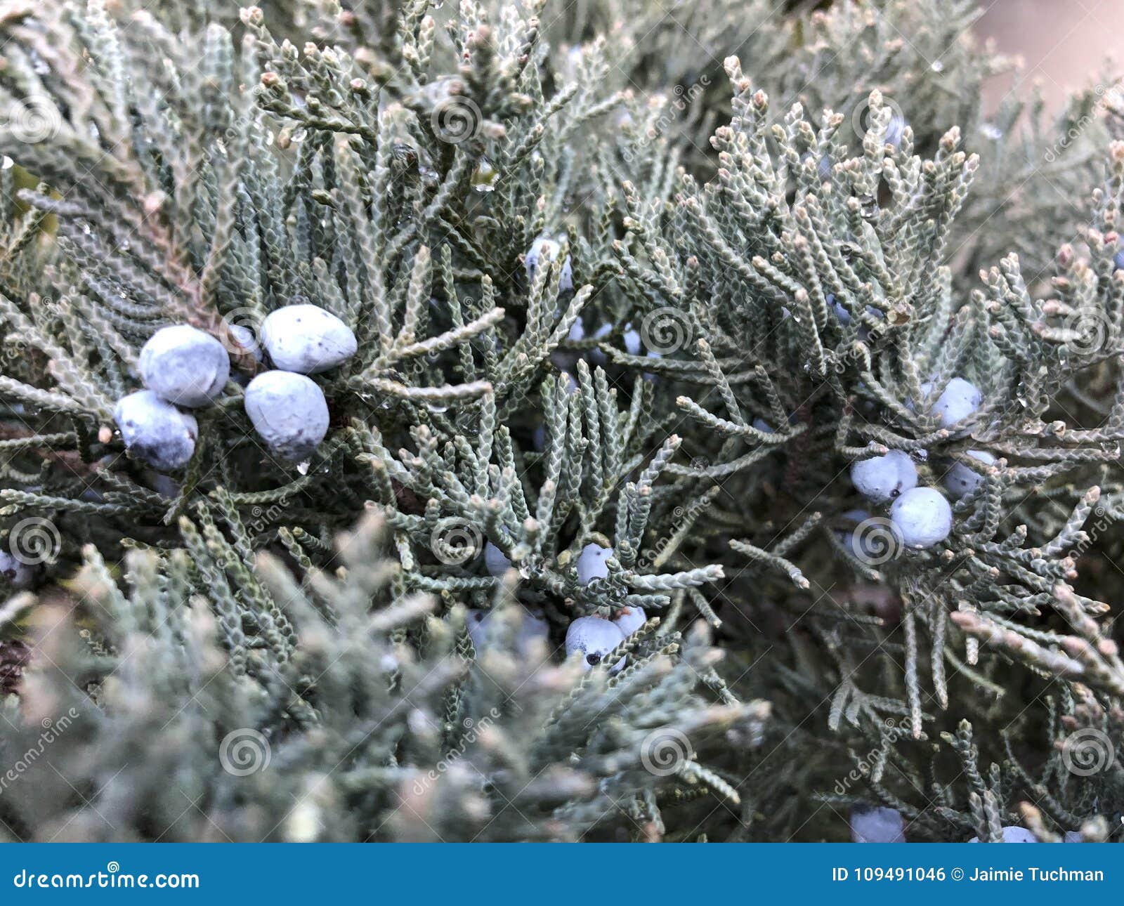 Blue Berries of a Red Cedar Tree Stock Photo Image of forest, cedar