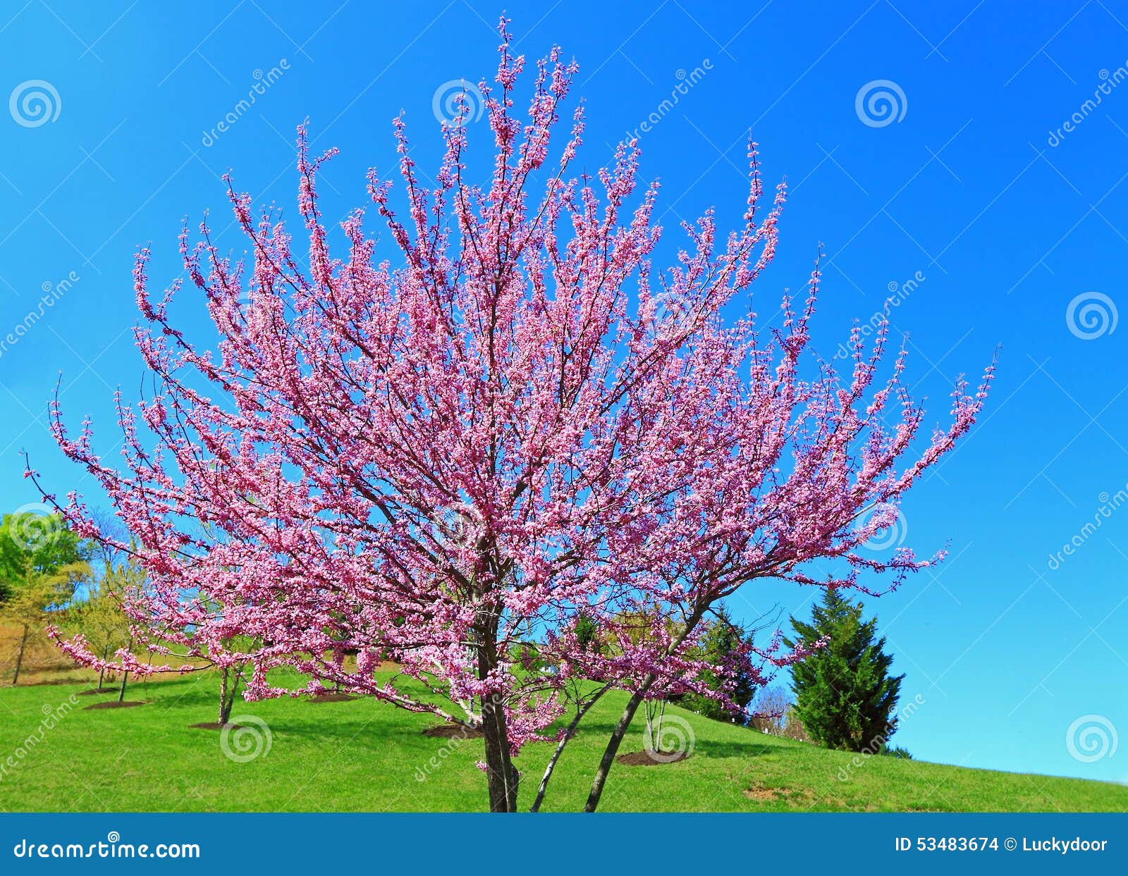 eastern redbud tree