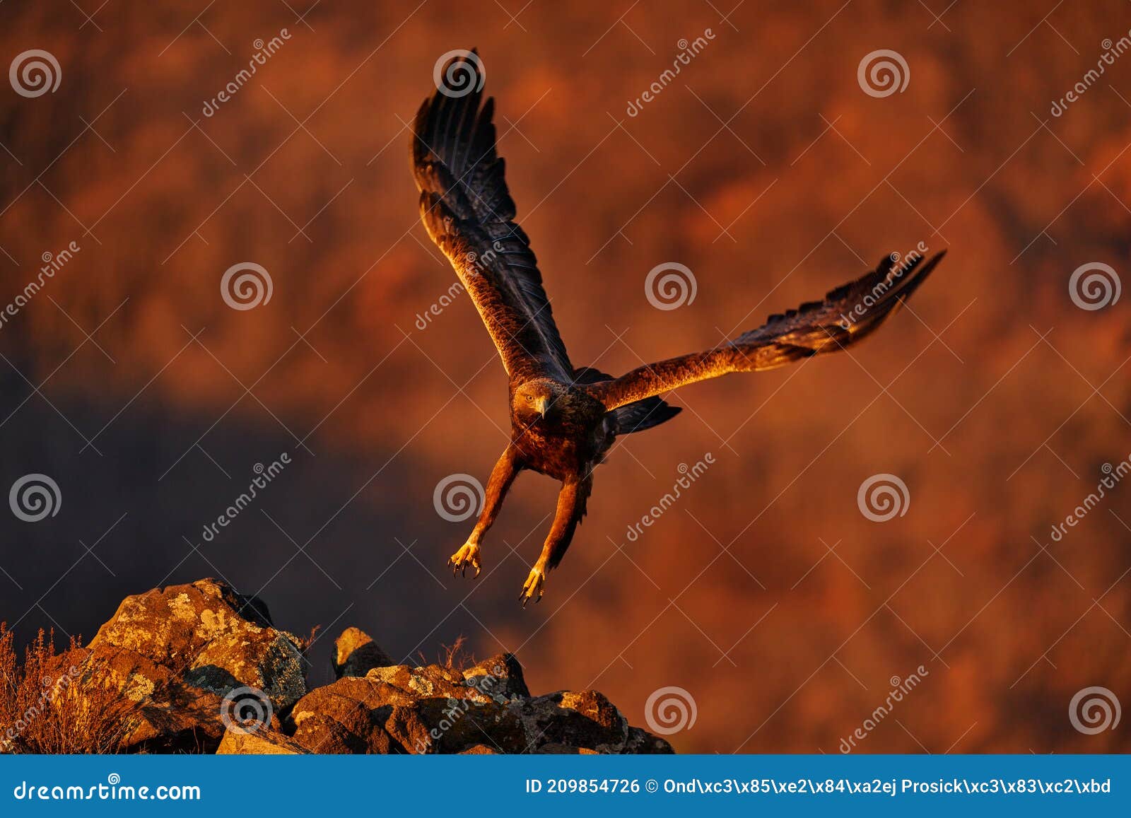 eastern rhodopes rock with eagle.       flying bird of prey golden eagle with large wingspan, photo with snowflakes during winter