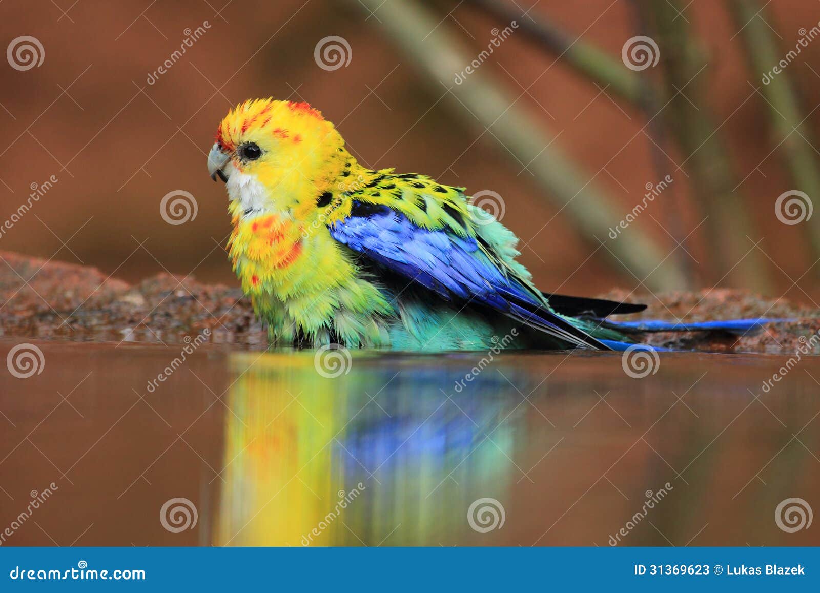 eastern rosella