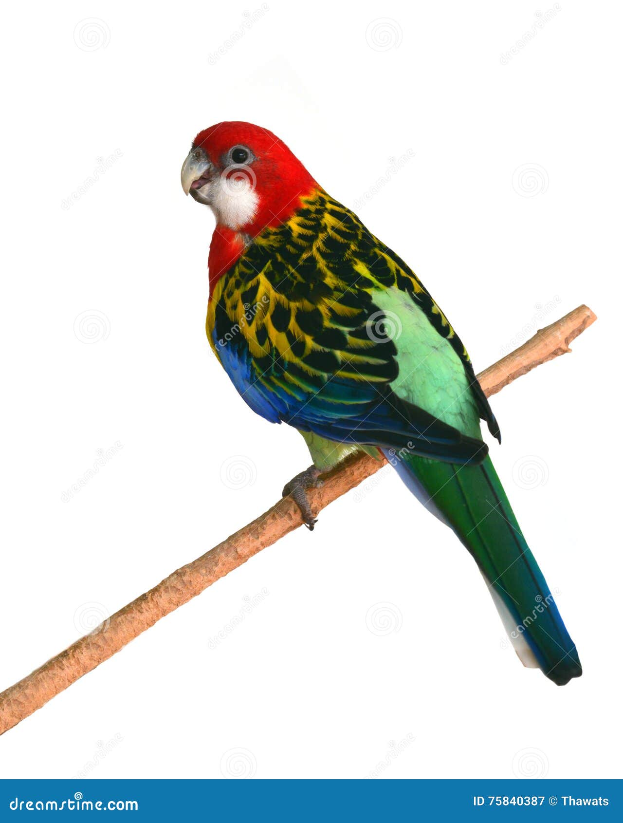 Eastern Rosella Parrot bird. Beautiful colorful bird, Eastern Rosella Parrot (Platycercus eximius) perching on a branch on white background.