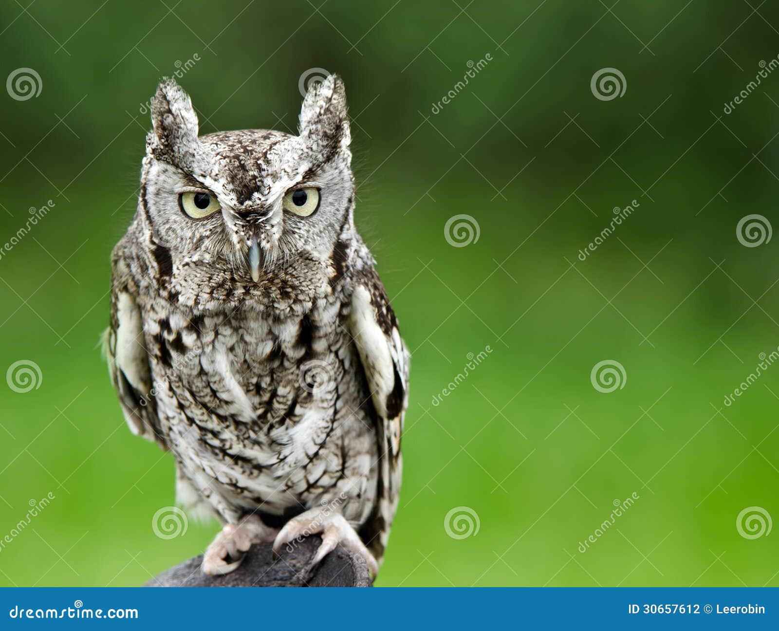 eastern screech owl (megascops asio)