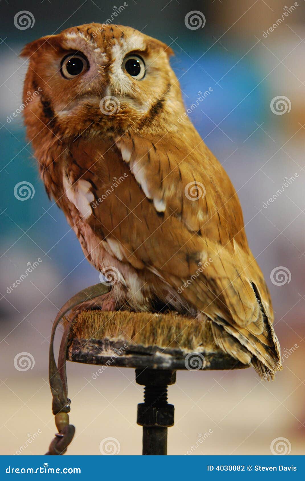 eastern screech owl (otus asio)