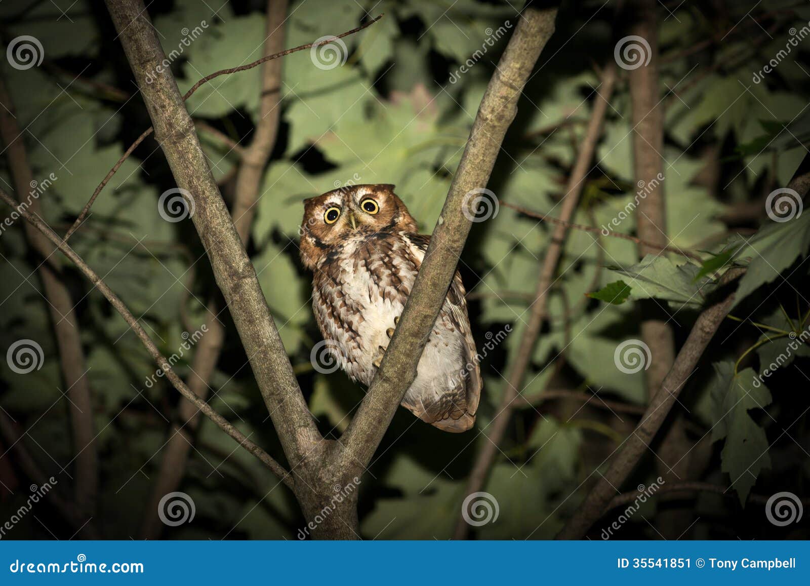 night bird screech night bird screech