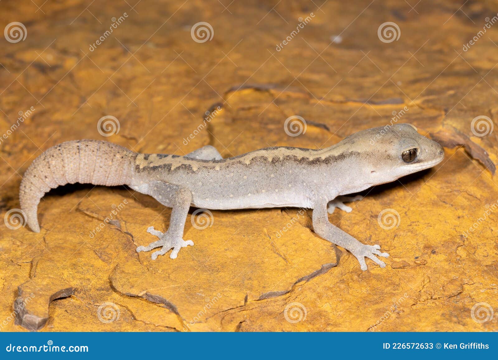 Eastern Stone Gecko stock image. Image of lizard, nature 226572633