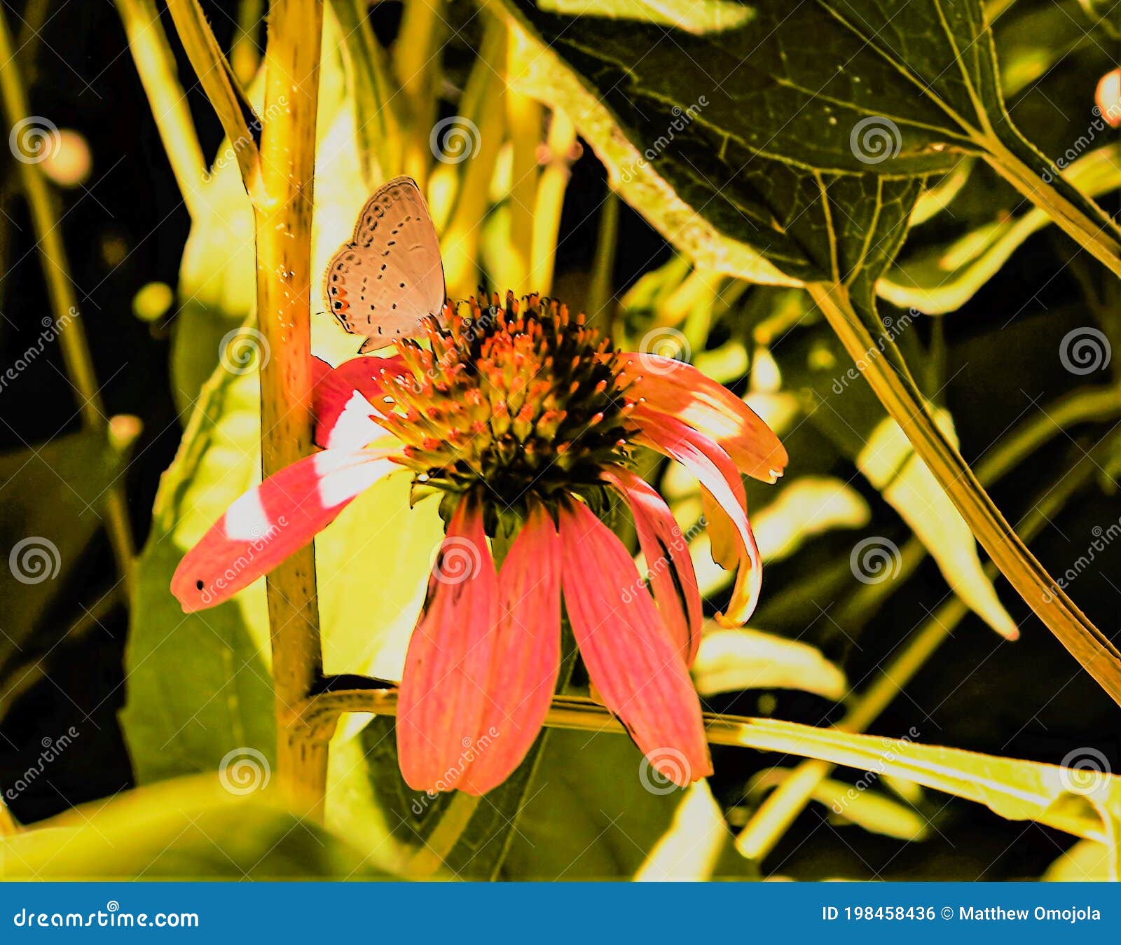 eastern tailed blue butterfly, cupido comyntas, on coneflower