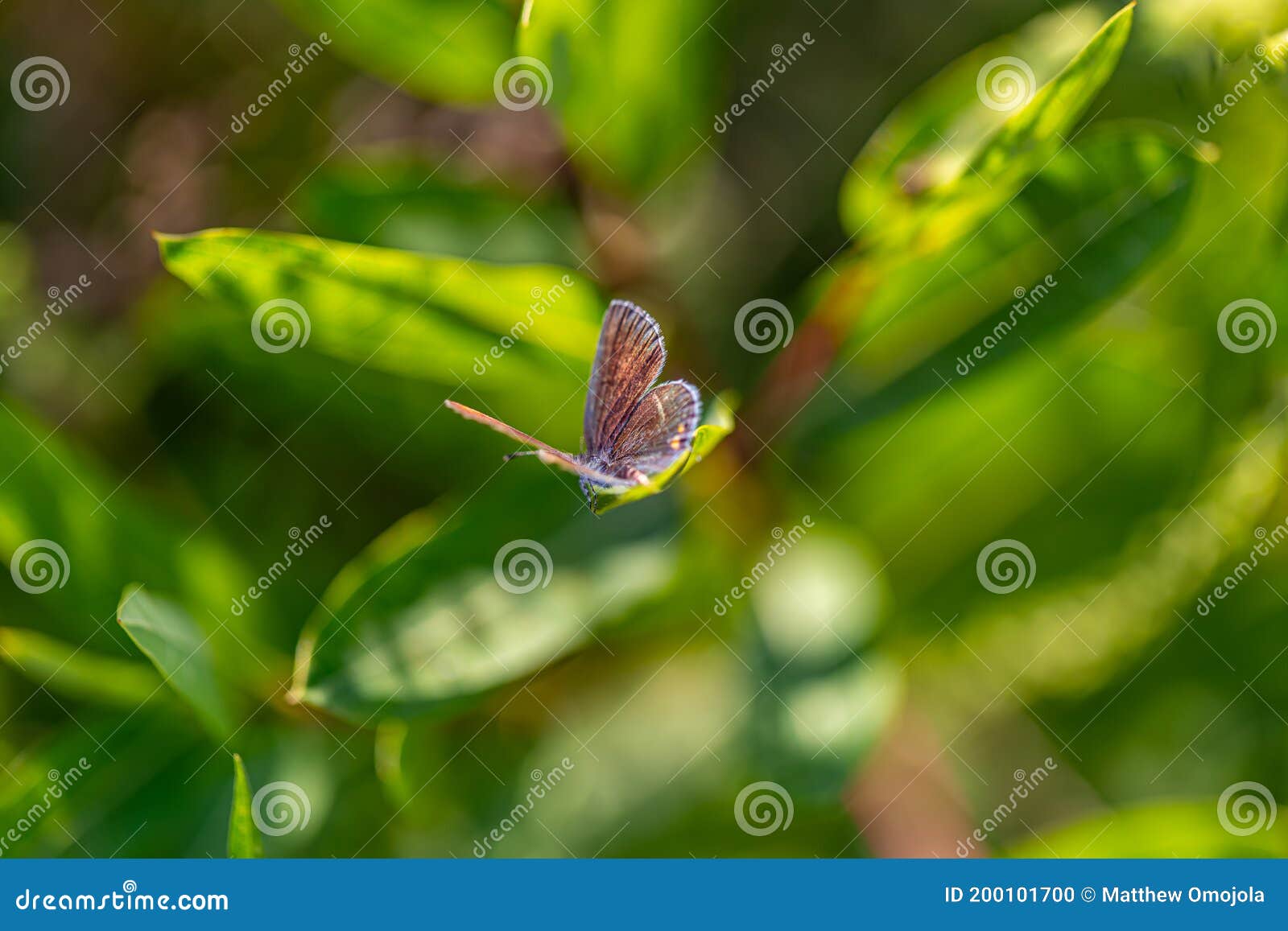 eastern tailed blue butterfly, cupido comyntas, on green plant