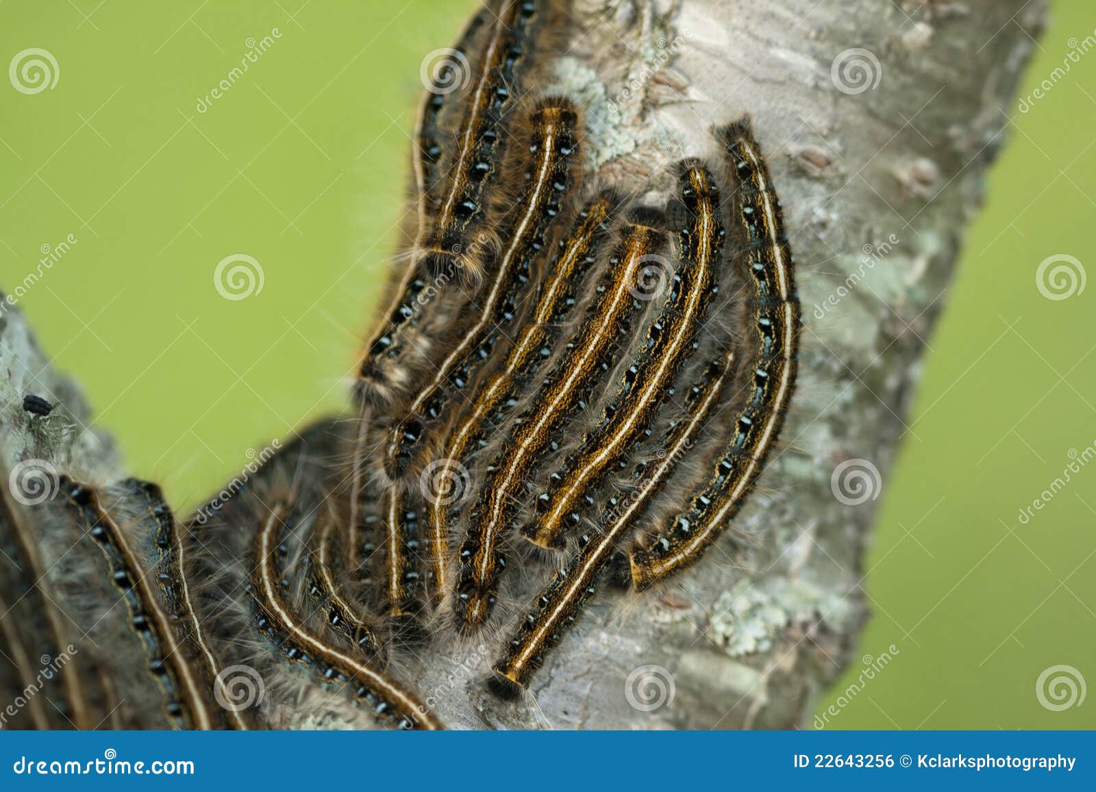 Eastern Tent Caterpillar Malacosoma Americanum Stock Photo Image of bugs, 22643256