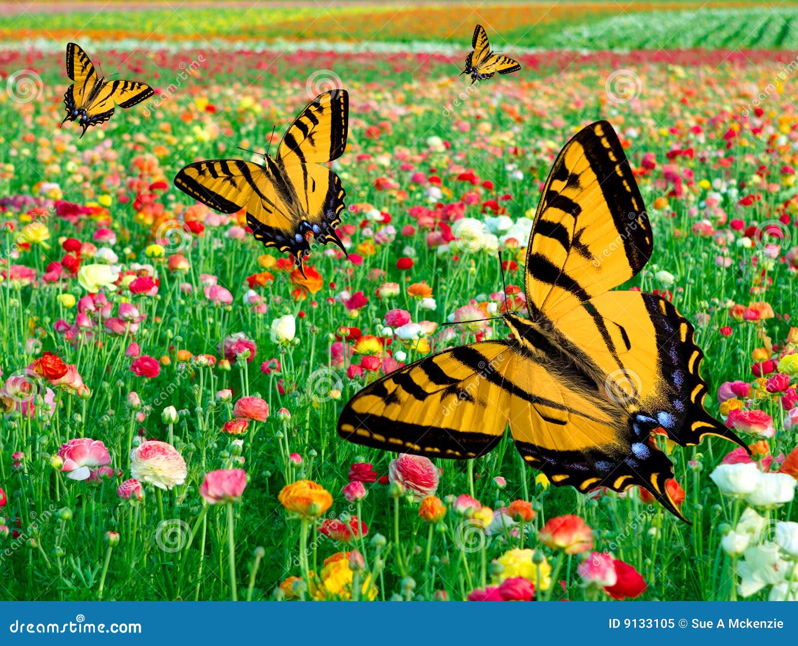 Eastern Tiger Swallowtail Butterfly Flower Field Stock Image Image