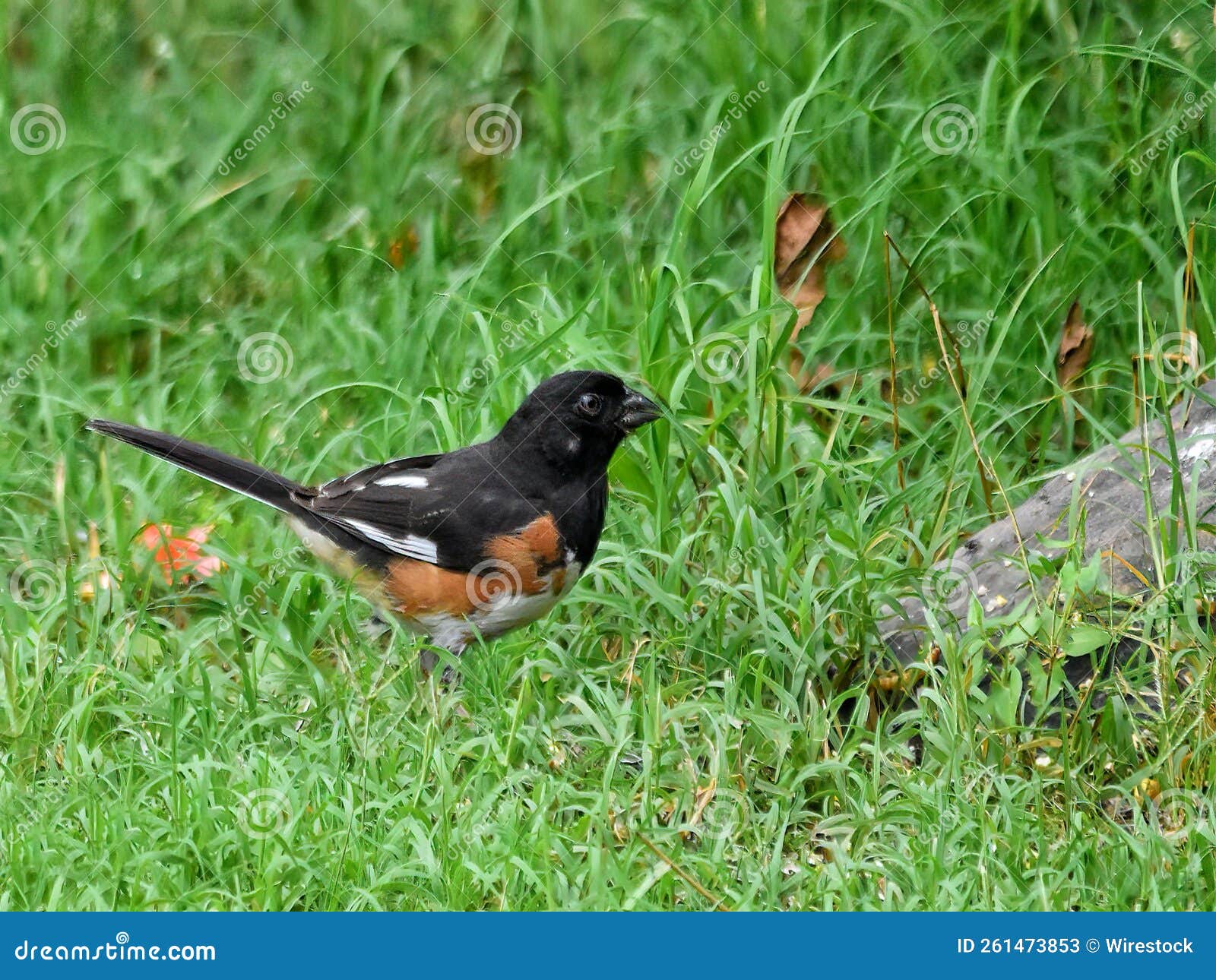 Eastern Towhee Bird on Green Lawn Stock Image Image of lawn, nature