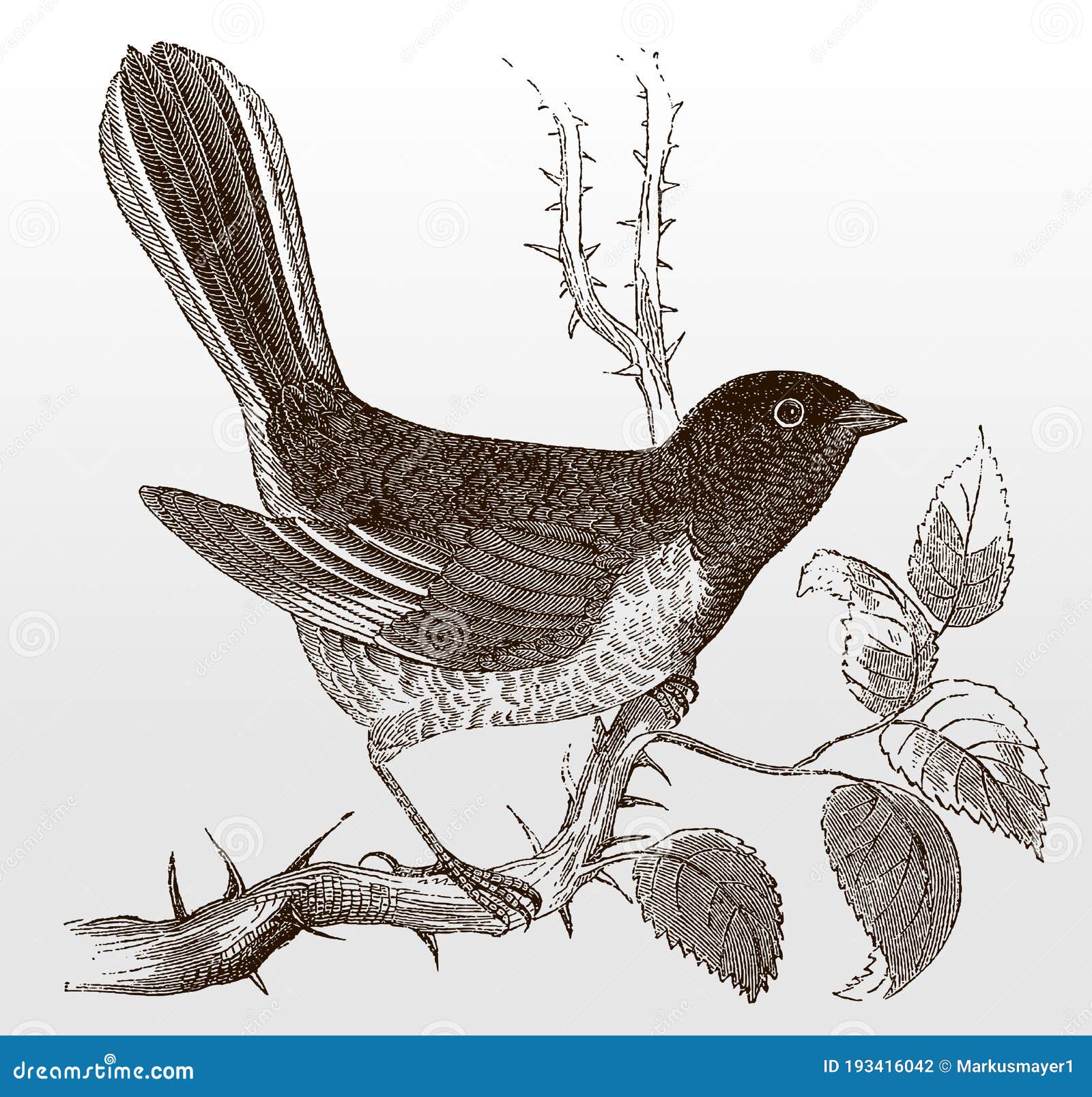 eastern towhee, pipilo erythrophthalmus in side view sitting on a thorny branch