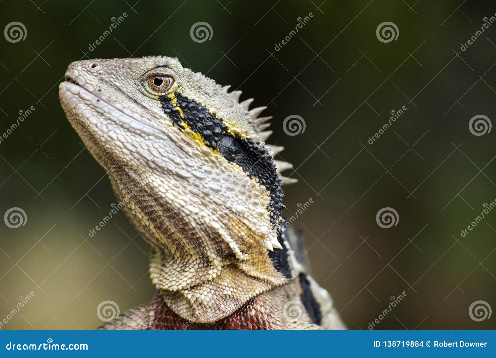 Eastern Water Dragon Lizard Stock Photo Image of head, animal 138719884