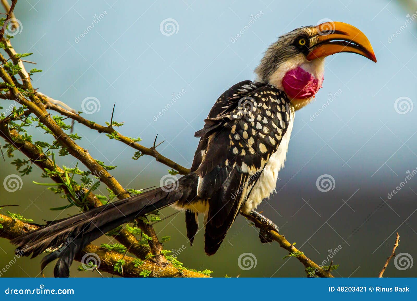 Eastern Yellow Billed Hornbill Stock Image Image of horn, tockus