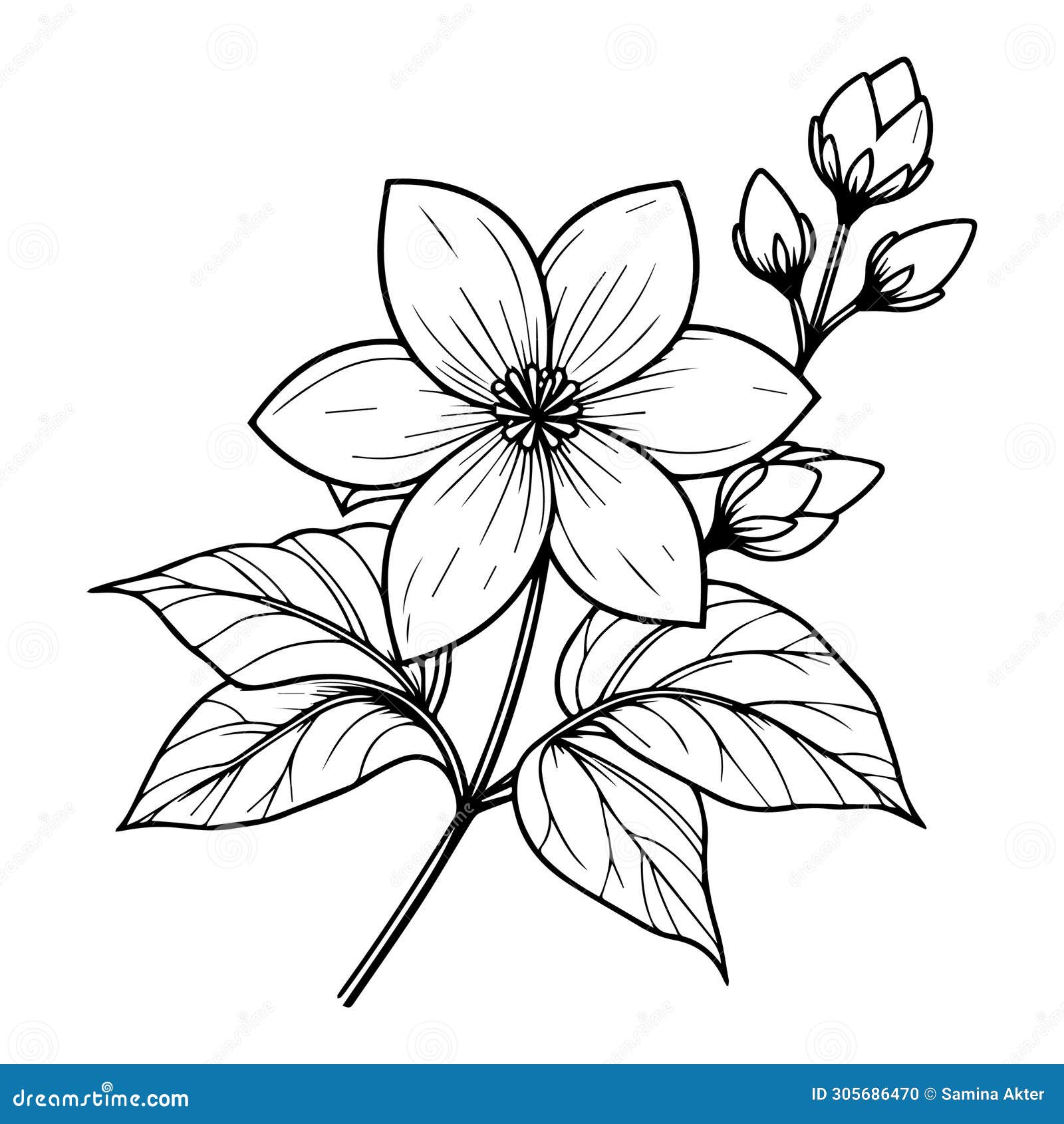 Jasmine Drawing Set - Hand Drawn White Flower With Green Leaves, In A  Branch Or As Small Separate Buds - Isolated Floral Design Vector  Illustration On White Background Royalty Free SVG, Cliparts,