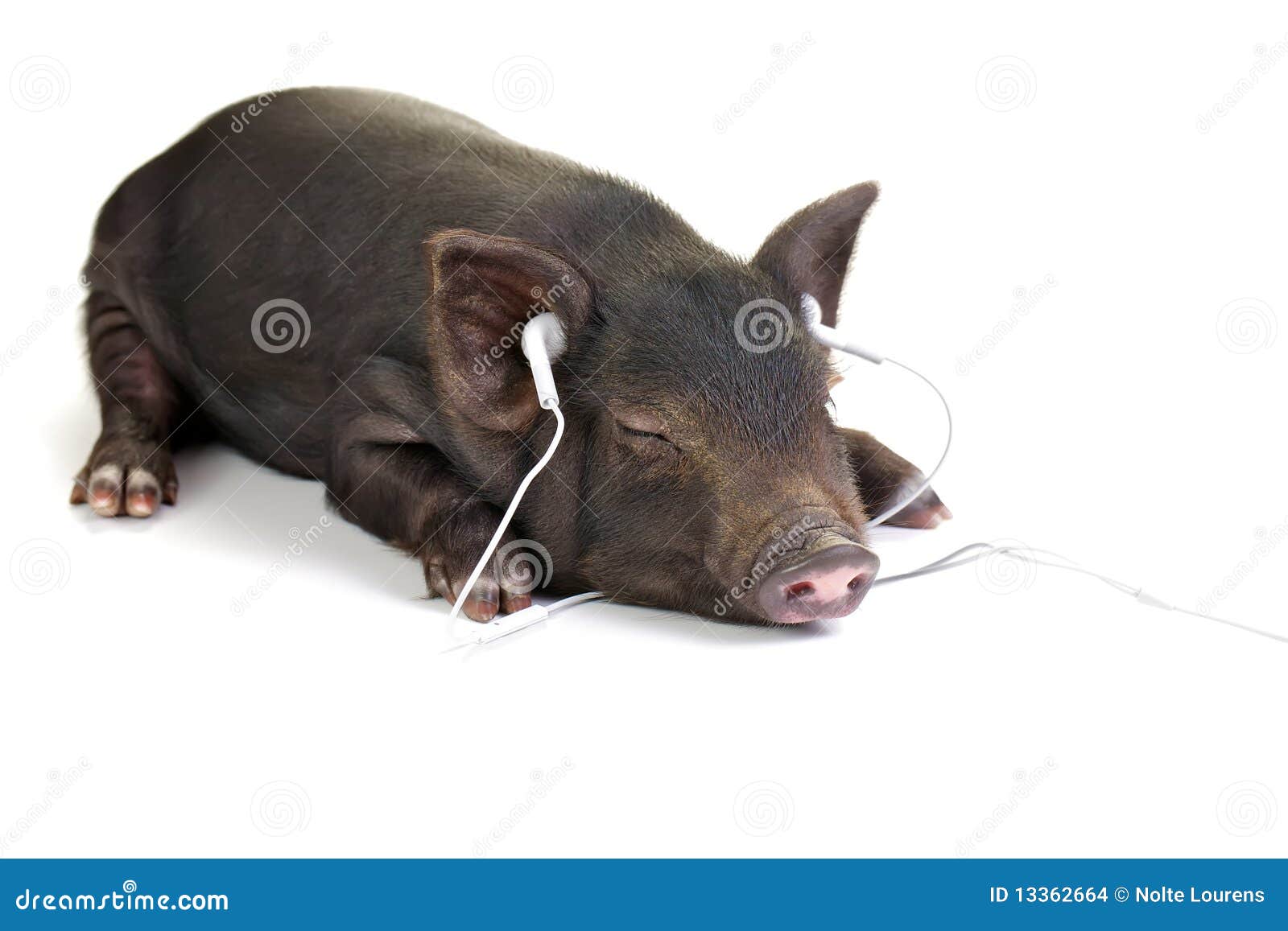 7,276 Small Black Pig Stock Photos - Free & Royalty-Free Stock Photos From  Dreamstime