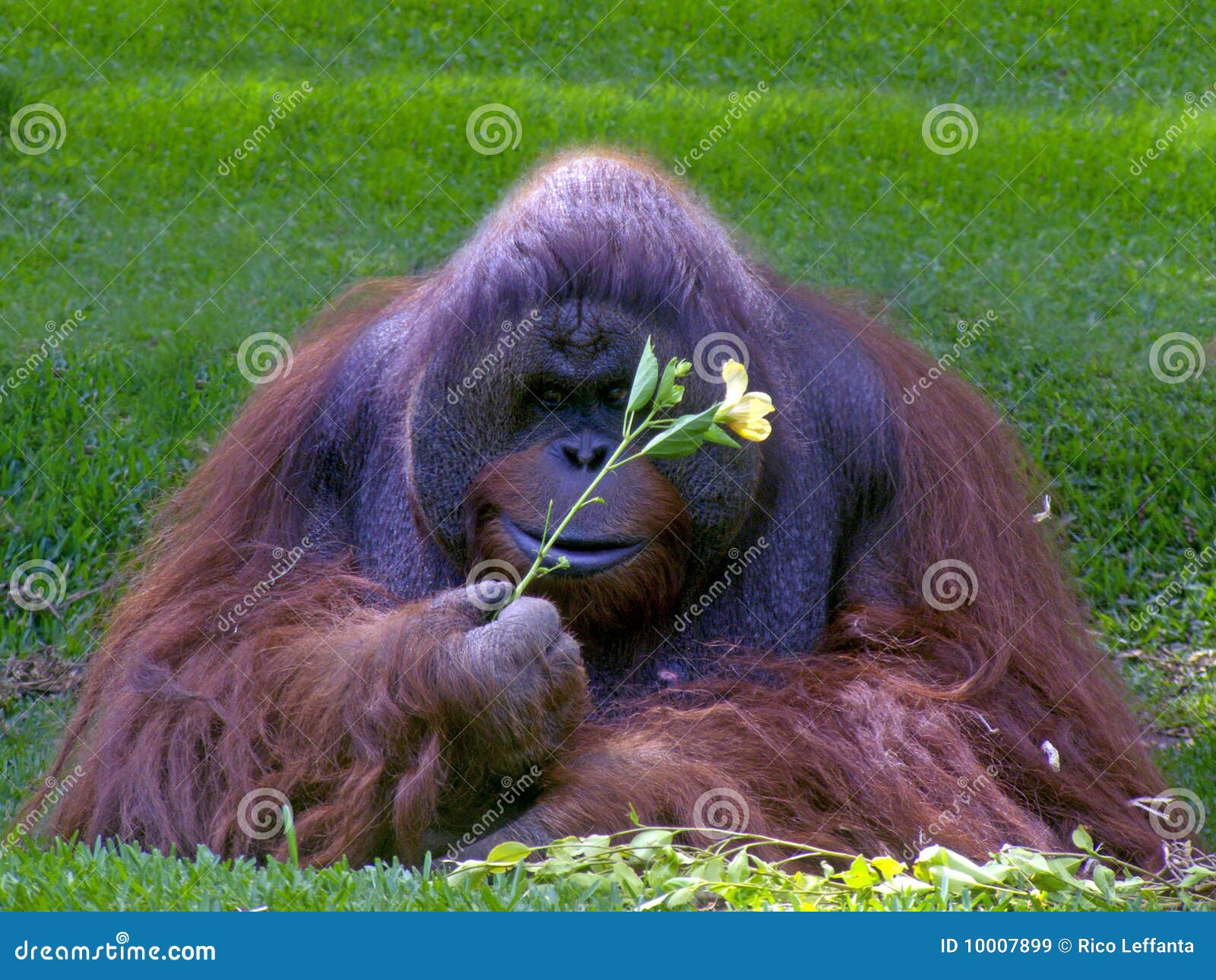 Eat flower stock image. Image of flower, petal, yellow 10007899