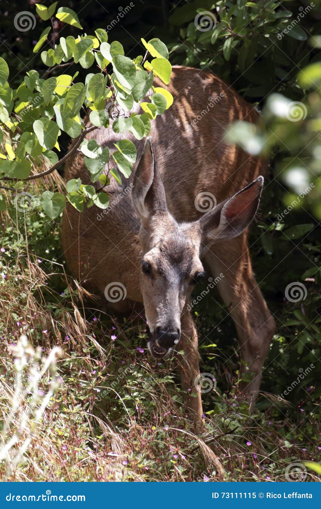 Eat the flowers stock image. Image of eating, odocoileus 73111115