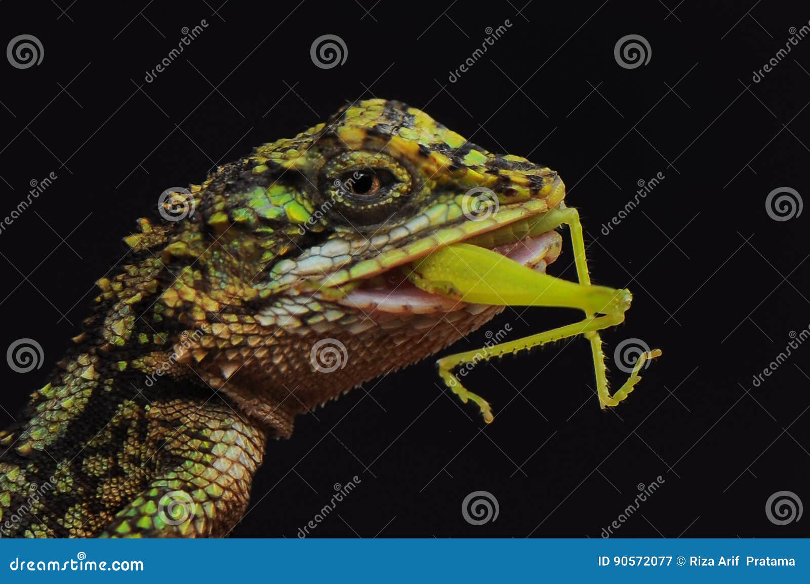 Eat stock image. Image of little, lizard, nikon, japalura 90572077