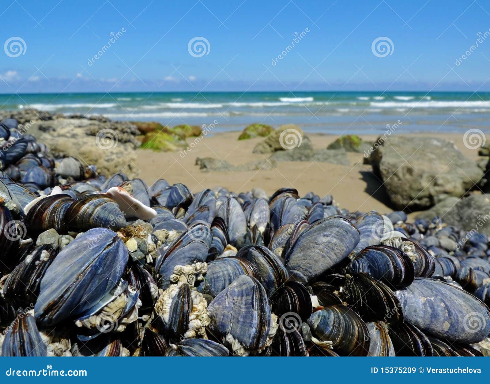 eatable mussels on a coast