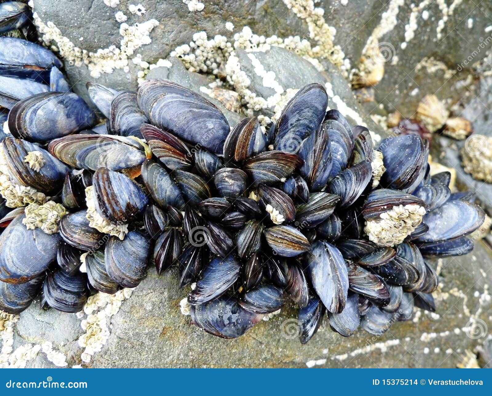 Eatable Mussels on a Stones Stock Photo Image of freshness, healthy