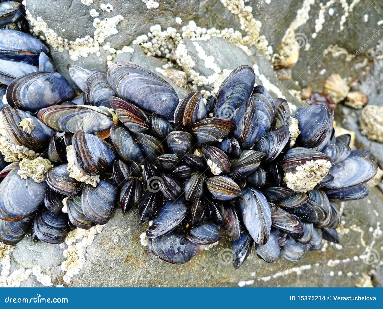eatable mussels on a stones