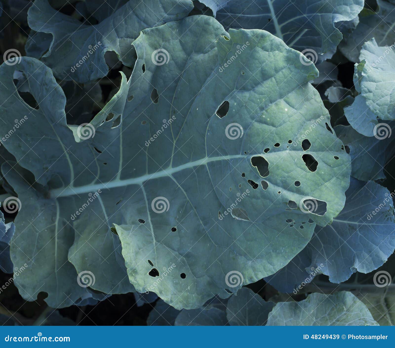 Eaten broccoli leaf stock image. Image of nature, drink 48249439