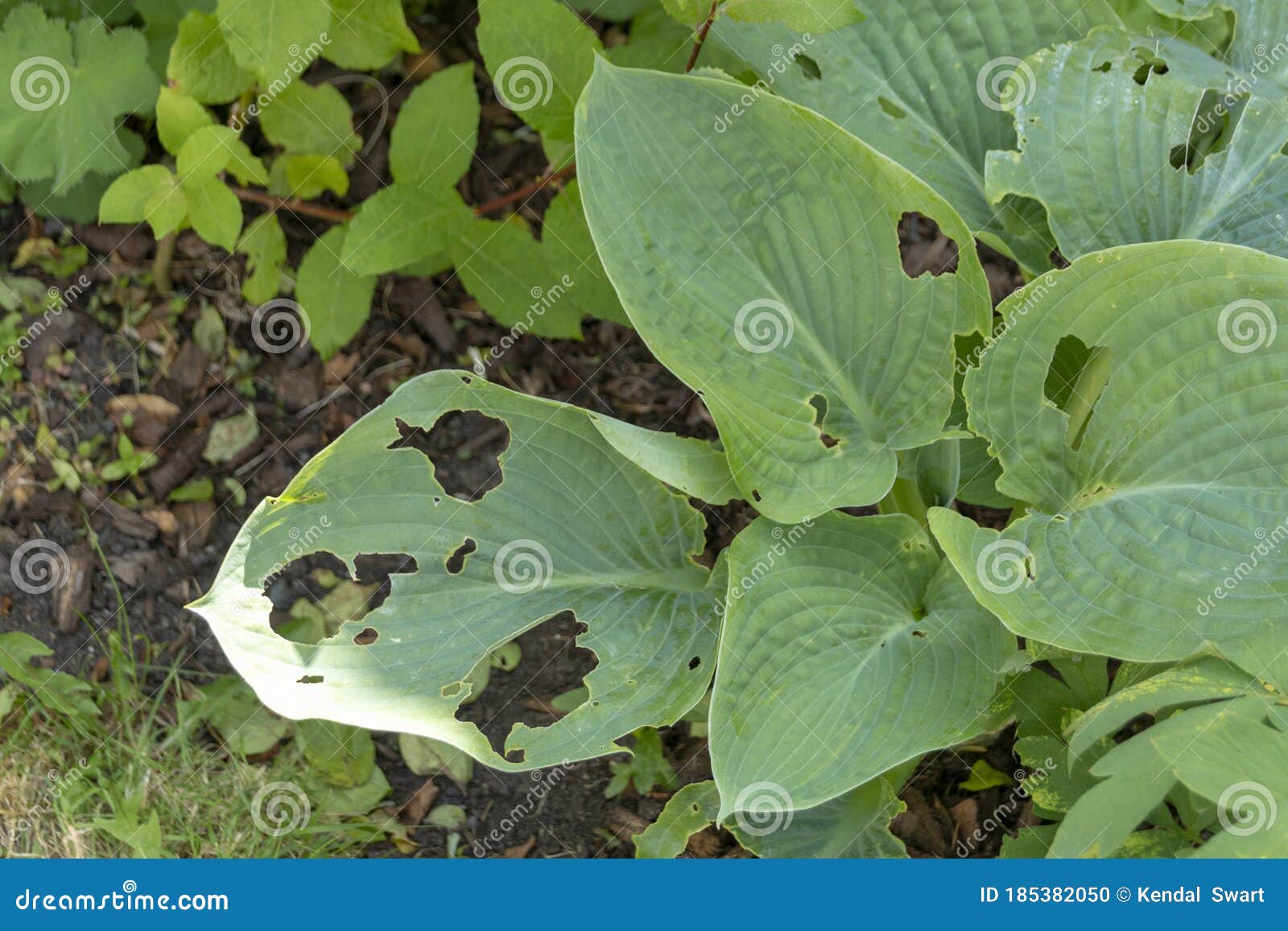 Eaten Plants stock photo. Image of eaten, growing, damage 185382050