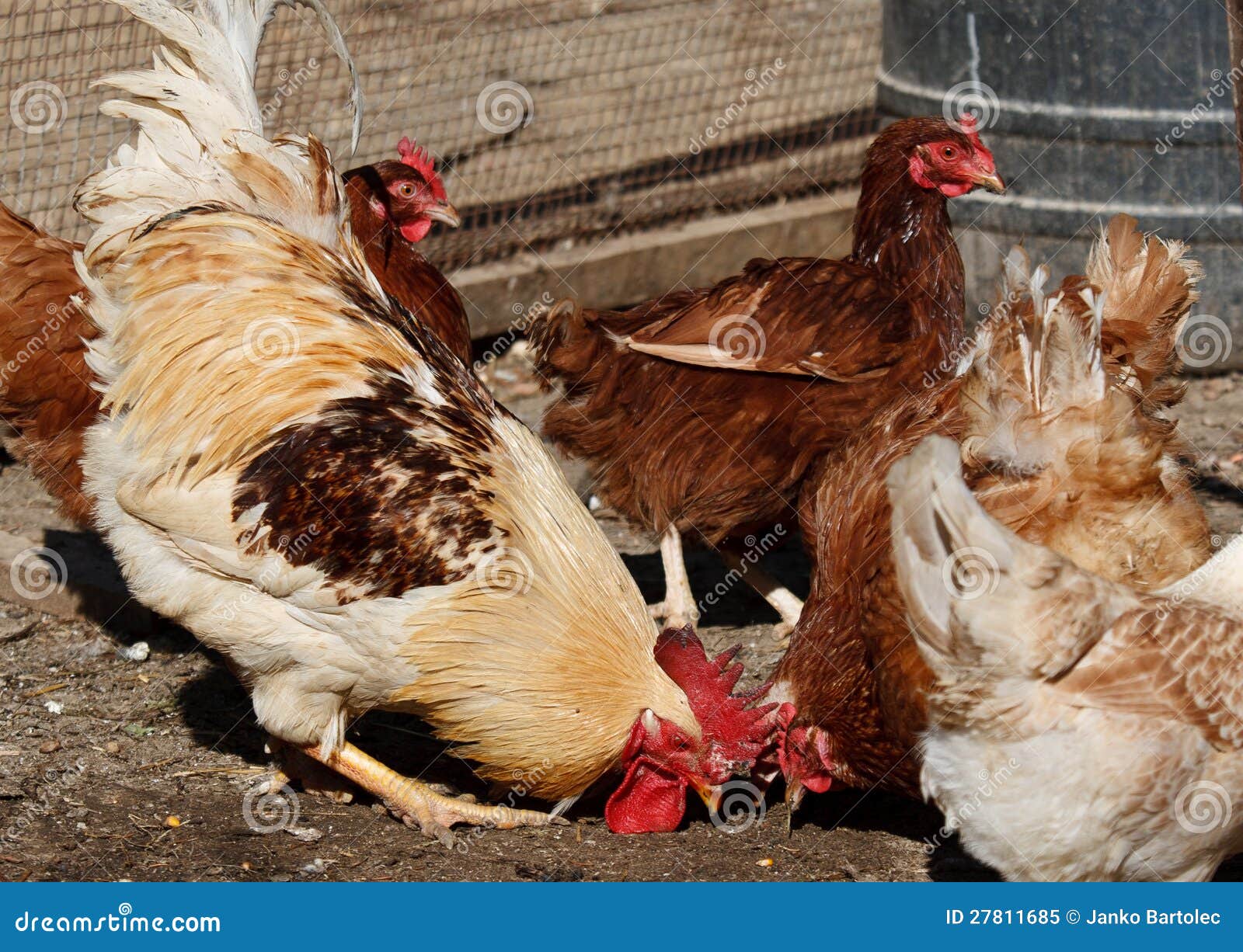 Eating with chickens stock image. Image of bird, dominant 27811685