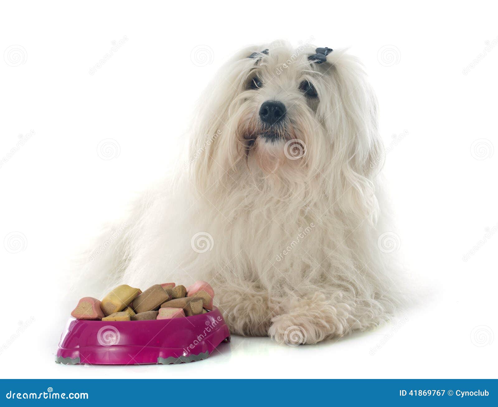 Eating coton de tulear stock image. Image of food, studio 41869767