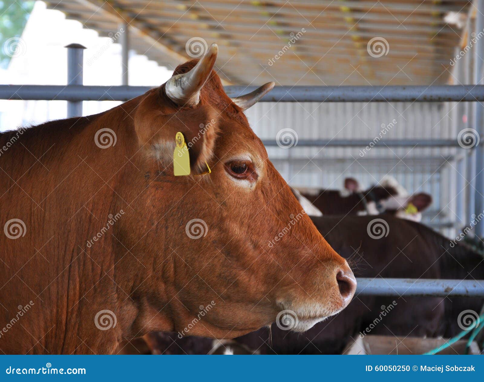 Cow Eating Barley Stock Photos Free & RoyaltyFree Stock Photos from