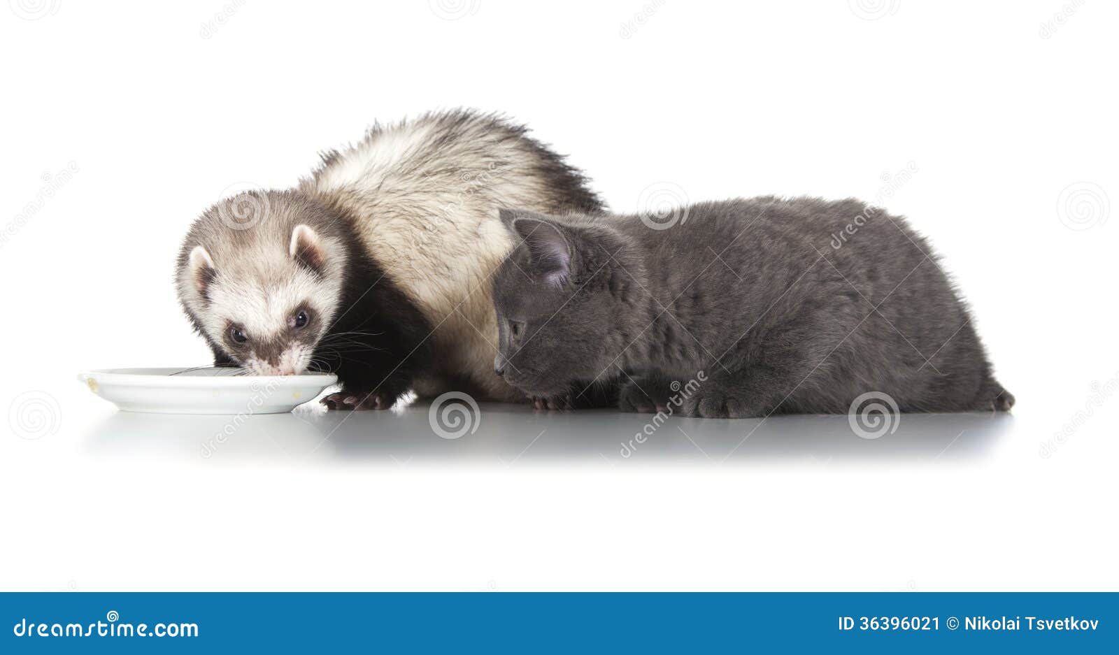 Eating Ferret and Little Kitten Stock Image Image of life, shot 36396021