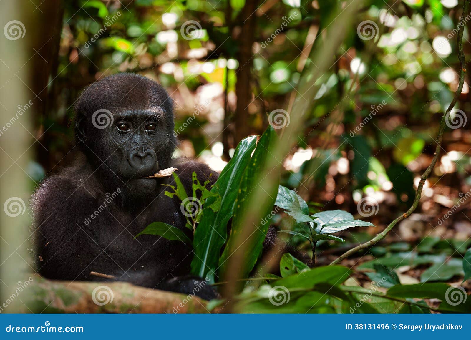 Eating gorilla stock photo. Image of africa, green, african 38131496