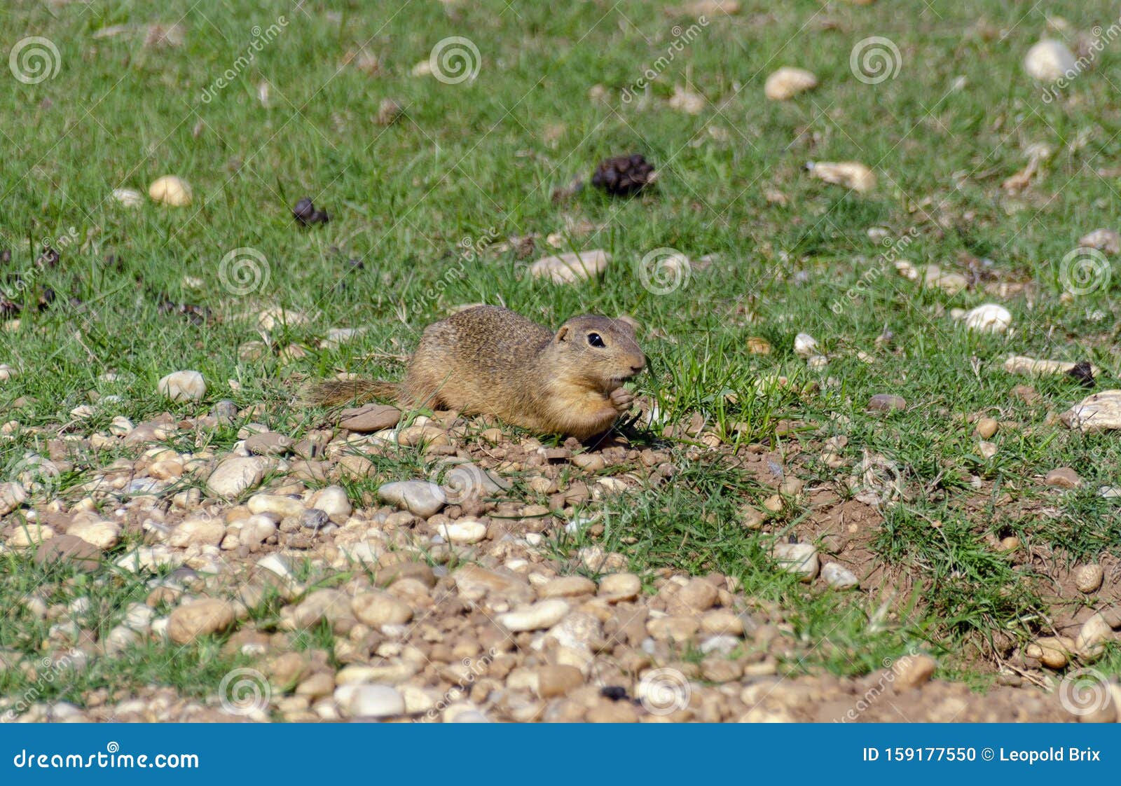 Eating ground squirrel stock photo. Image of herbs, eating 159177550