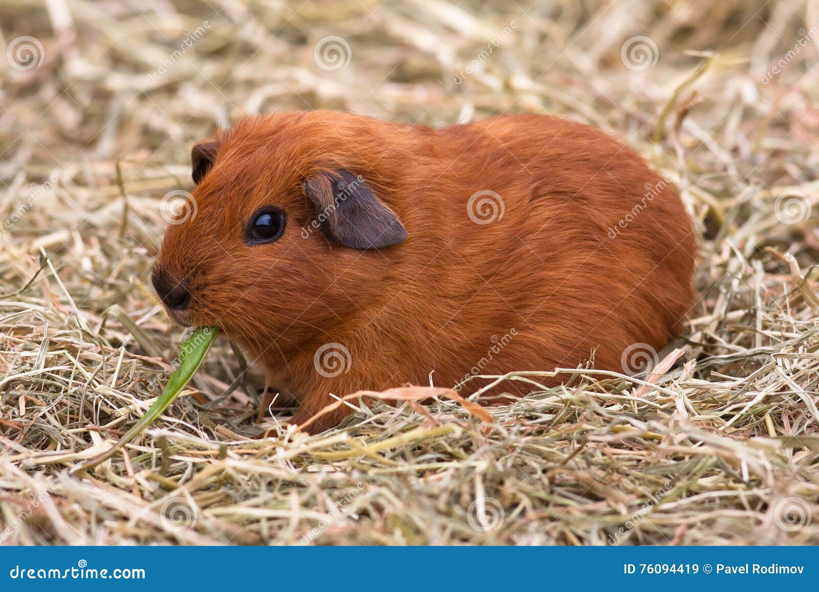 eating guinea pig