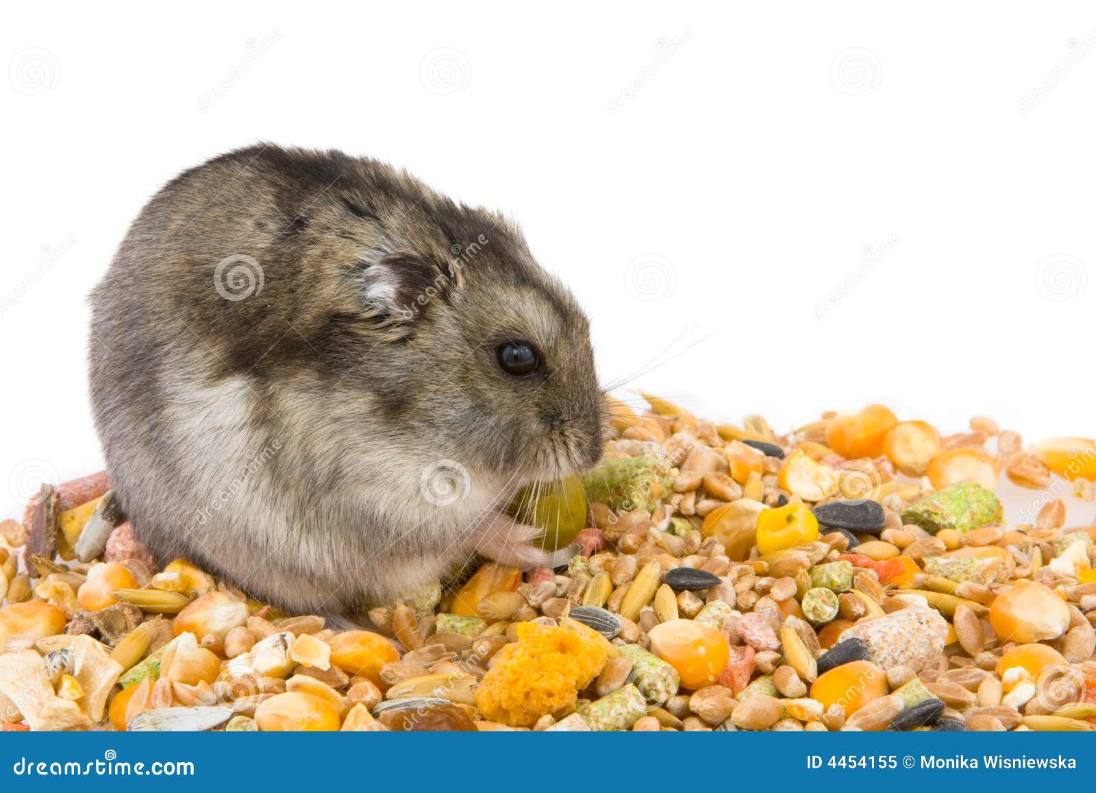 Eating Hamster stock image. Image of furry, grains, white 4454155