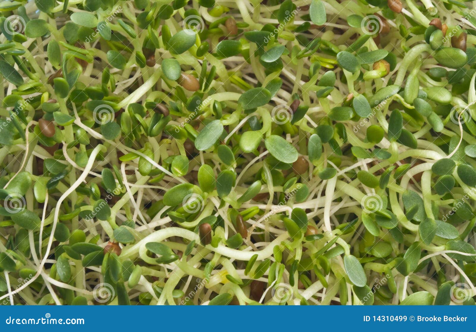 Eating Healthy Alfalfa Sprouts Stock Image Image of sprouted, plant