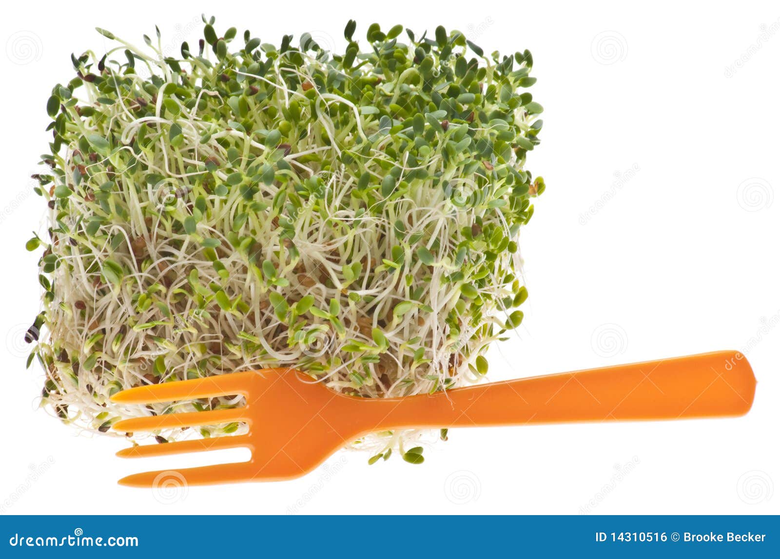 Eating Healthy Alfalfa Sprouts Stock Photo Image of path, white 14310516